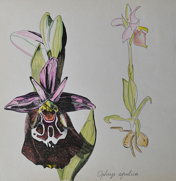 studio-di-orchidea